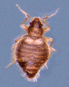 What Do Bed Bugs Look Like & Bugs That Look Like Bed Bugs