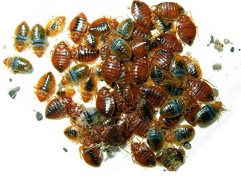 bed-bugs-spreading