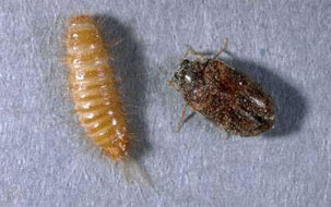 What Do Bed Bugs Look Like & Bugs That Look Like Bed Bugs
