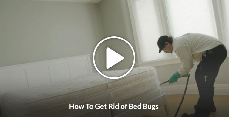 Bed bug video