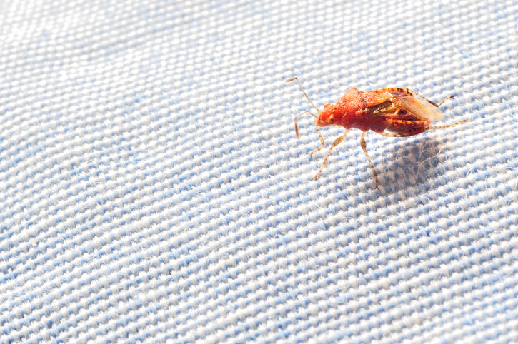 Bedbug on fabric
