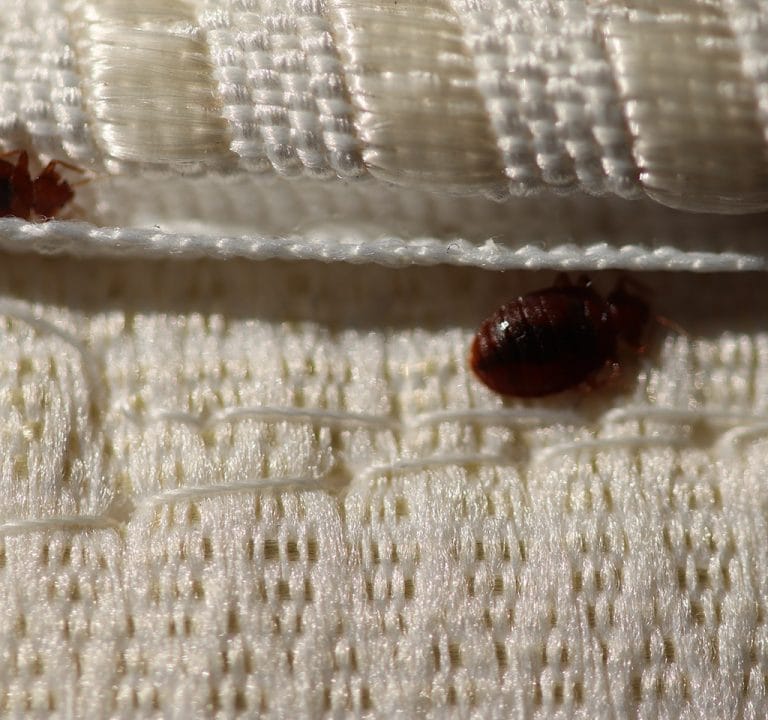 Where Do Bed Bugs Come From & How Do You Get Bed Bugs