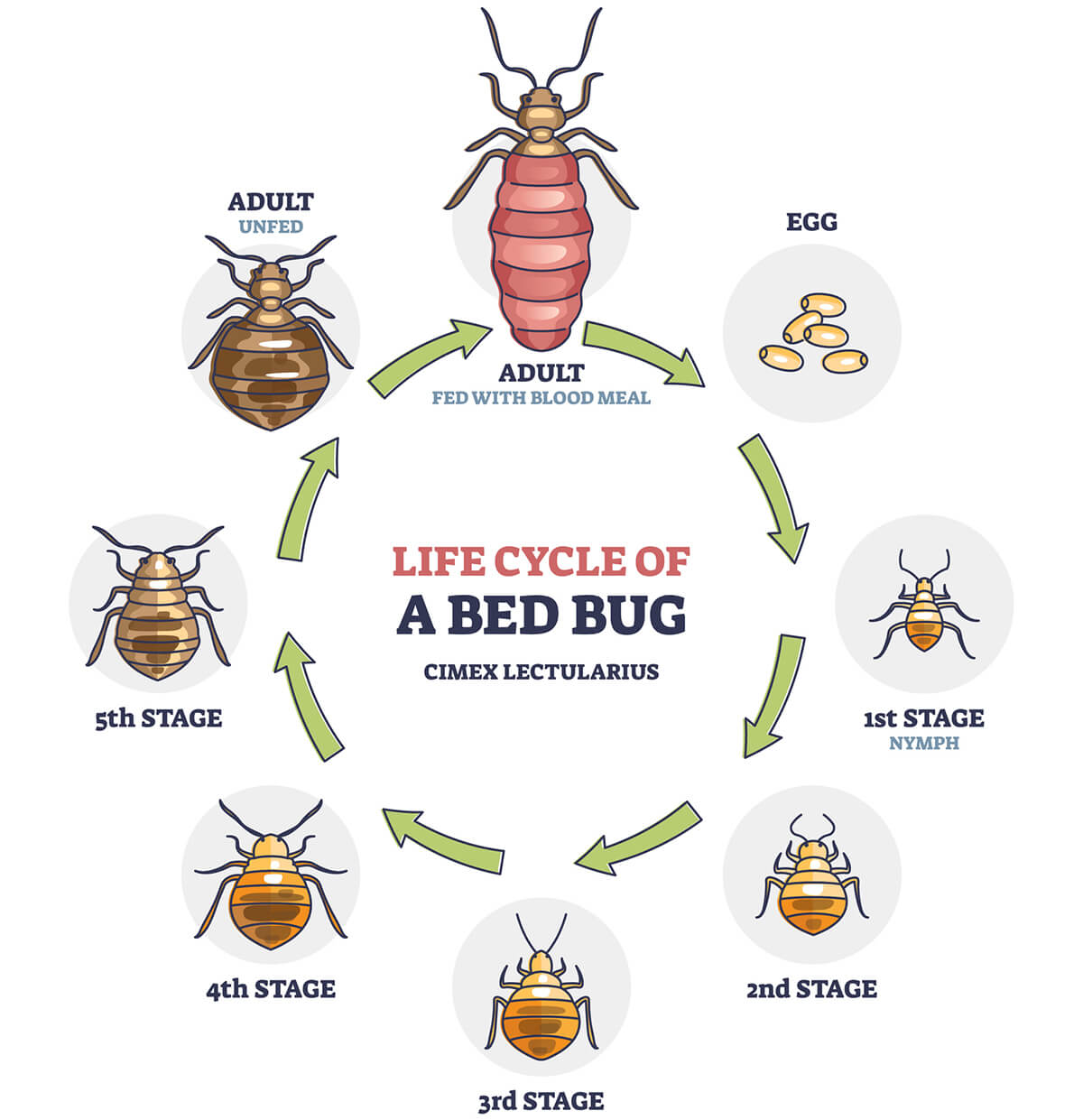 Bed Bug Life Cycle and Growth