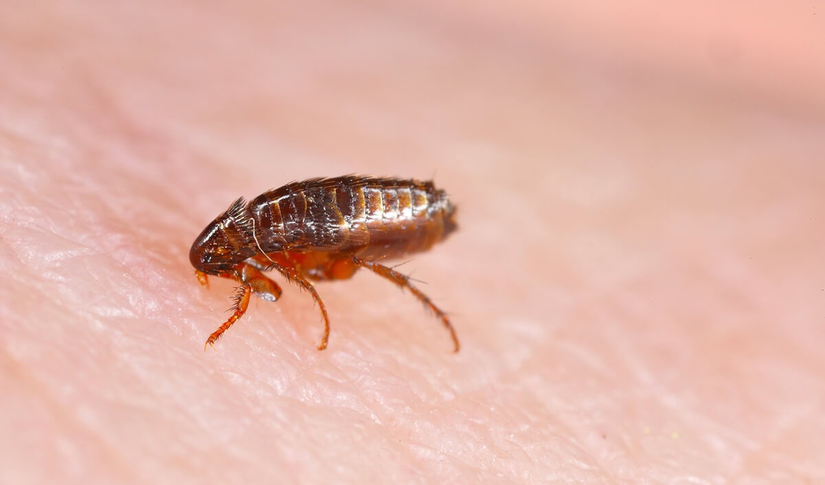 Comparing Bed Bugs and Fleas