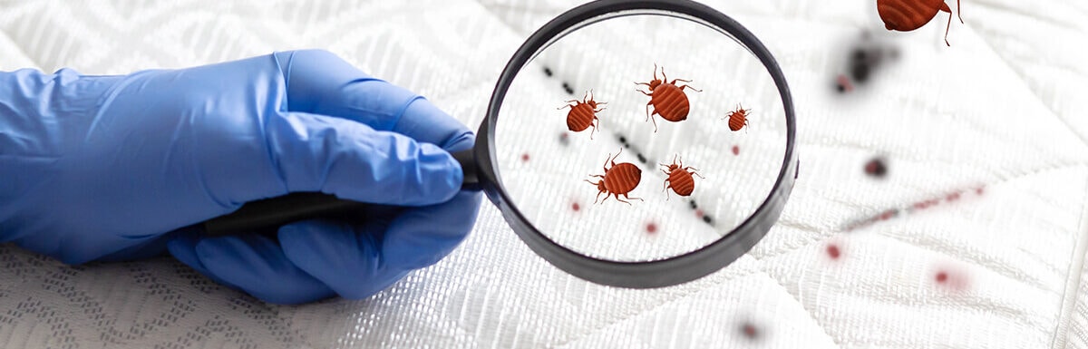 How Big Are Bed Bugs Really Sizes of Eggs, Nymphs, and Adults