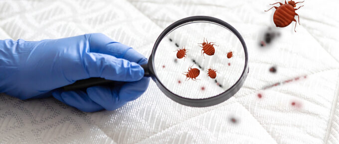 How Big Are Bed Bugs Really Sizes of Eggs, Nymphs, and Adults