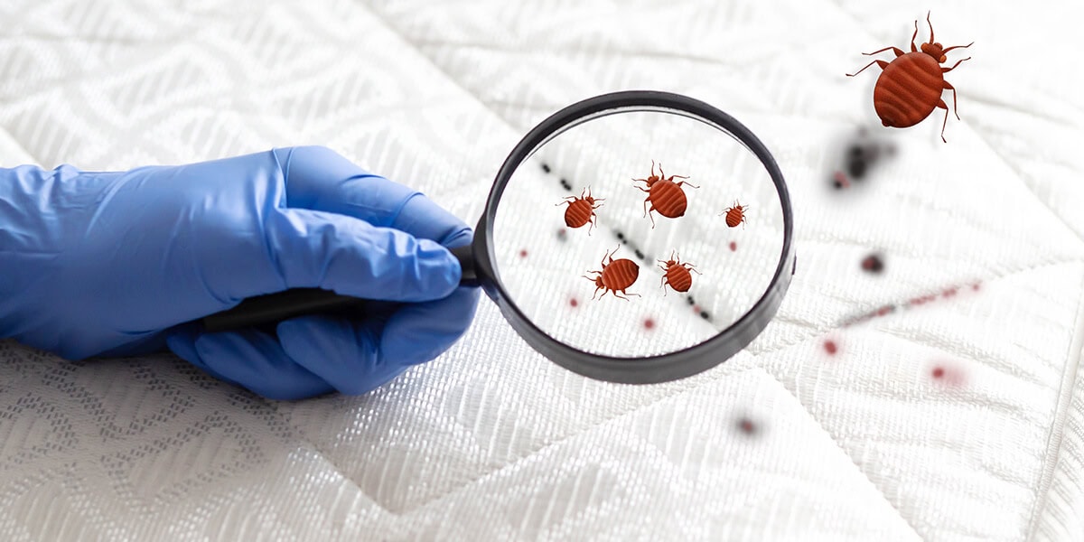 How Big Are Bed Bugs Really Sizes of Eggs, Nymphs, and Adults