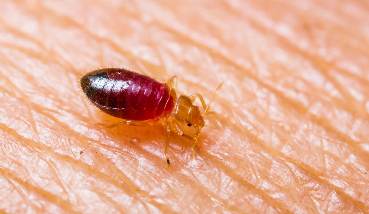 Size of Bed Bug Nymphs